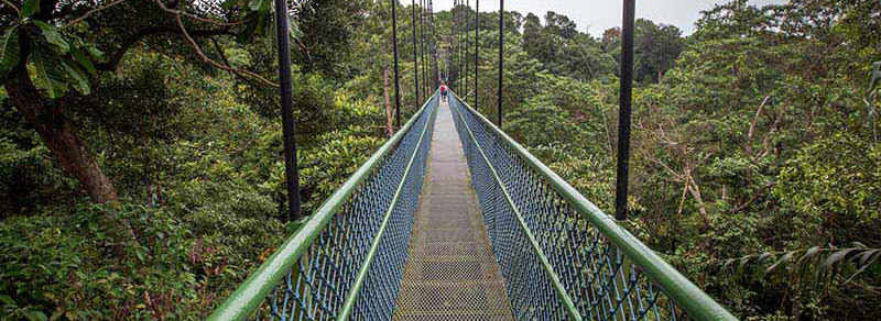 Adventurous Jungle Trekking Trails in Singapore